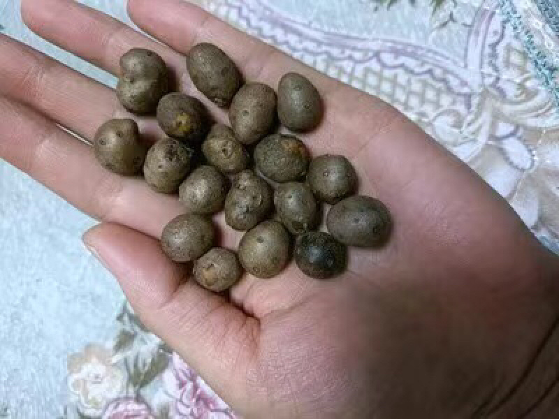 【5斤35元包邮】1.5左右山药豆铁棍豆山药籽