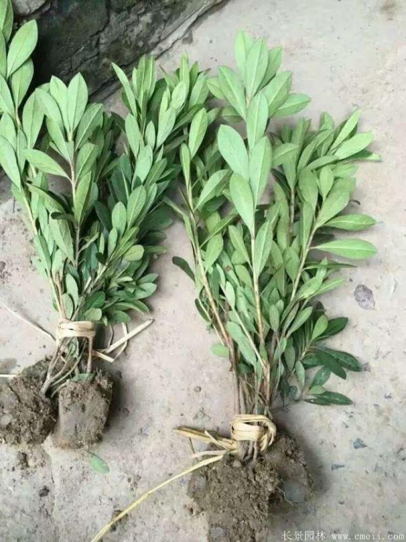 毛娟小苗毛杜鹃花球紫娟夏娟毛球价格绿化花灌木苗