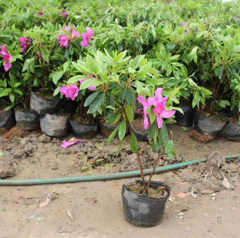 毛娟小苗毛杜鹃花球紫娟夏娟毛球价格绿化花灌木苗