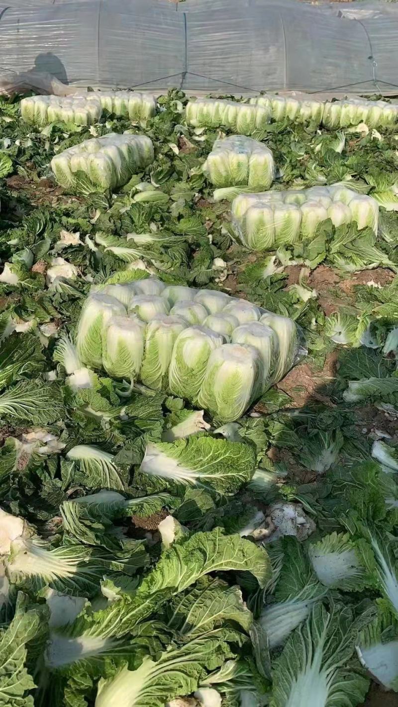 【旺铺】优质白菜装车一条龙服务，欢迎前来选购