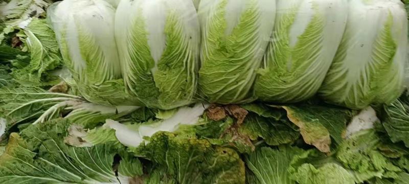 【旺铺】优质白菜装车一条龙服务，欢迎前来选购
