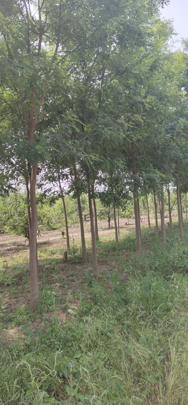 国槐小苗，八到二十公分国槐树