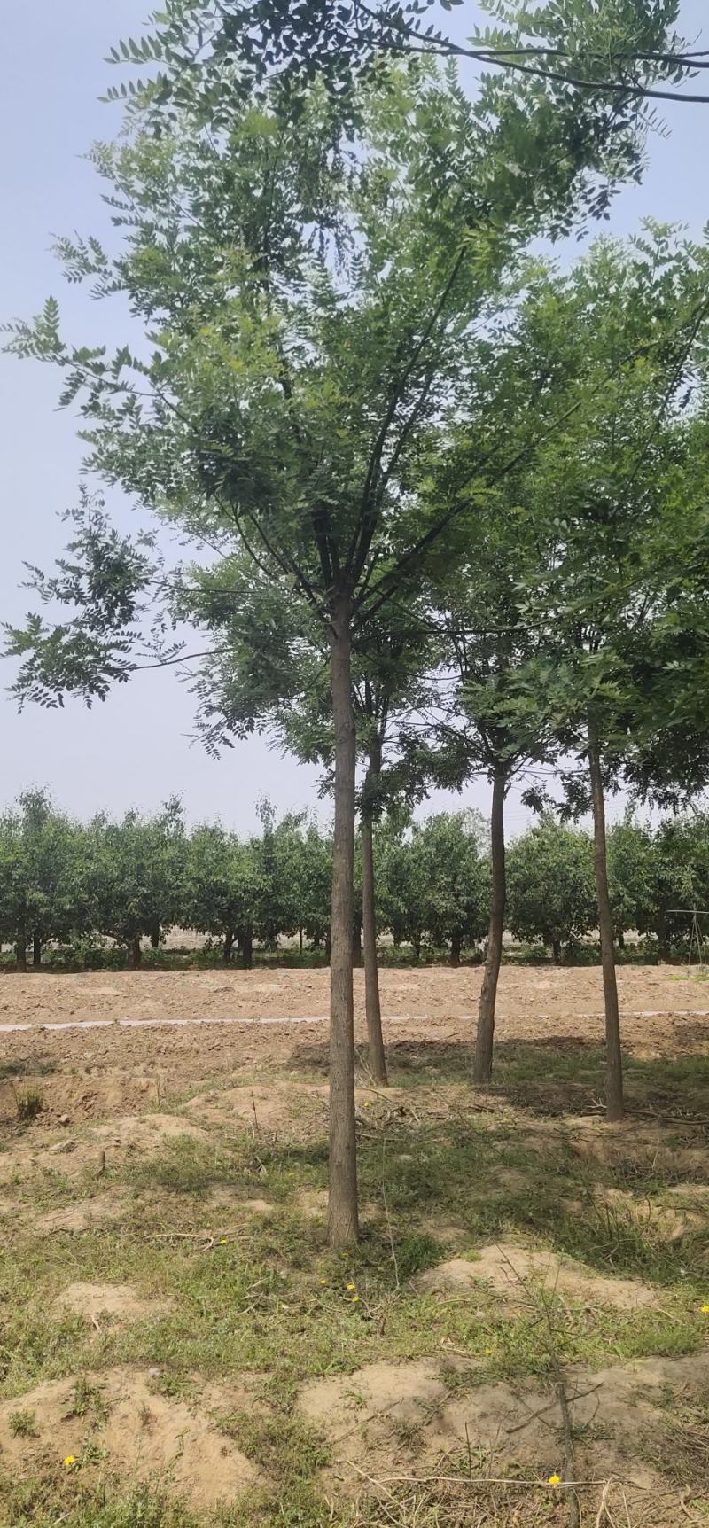 国槐小苗，八到二十公分国槐树