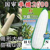 【筒形大棒】华糯2000白甜糯玉米种子高产抗病早熟强糯