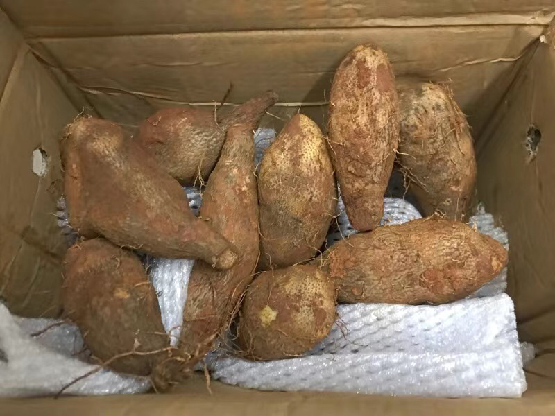 9斤30元包邮金秤砣山药软糯山药板栗山药淮山药