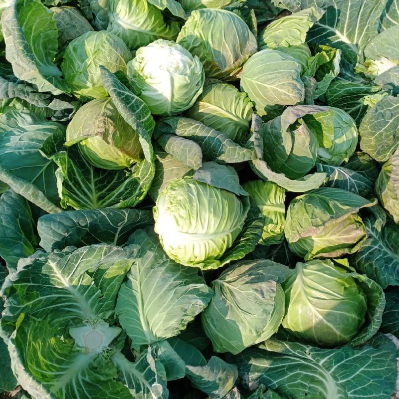精品圆甘蓝，颜色翠绿，包装美观，价格优美，货源充足！