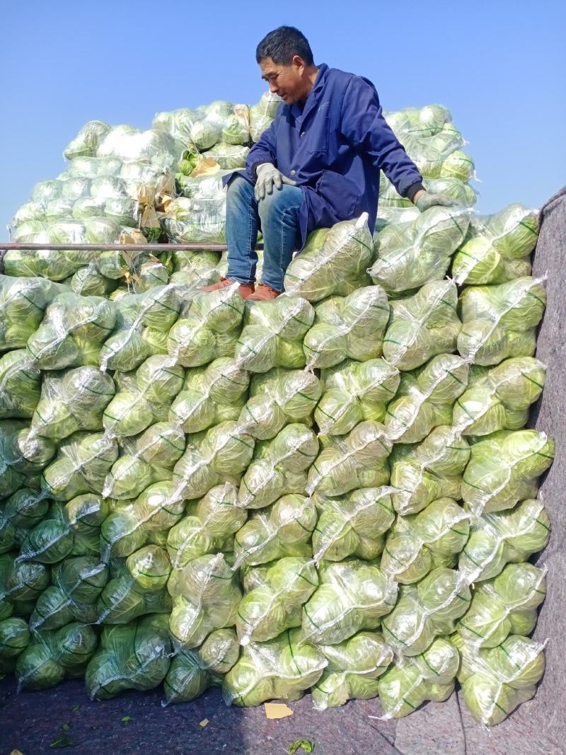 精品圆甘蓝，颜色翠绿，包装美观，价格优美，货源充足！