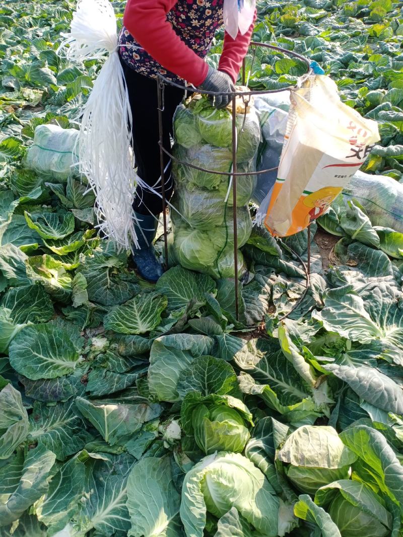 精品圆甘蓝，颜色翠绿，包装美观，价格优美，货源充足！