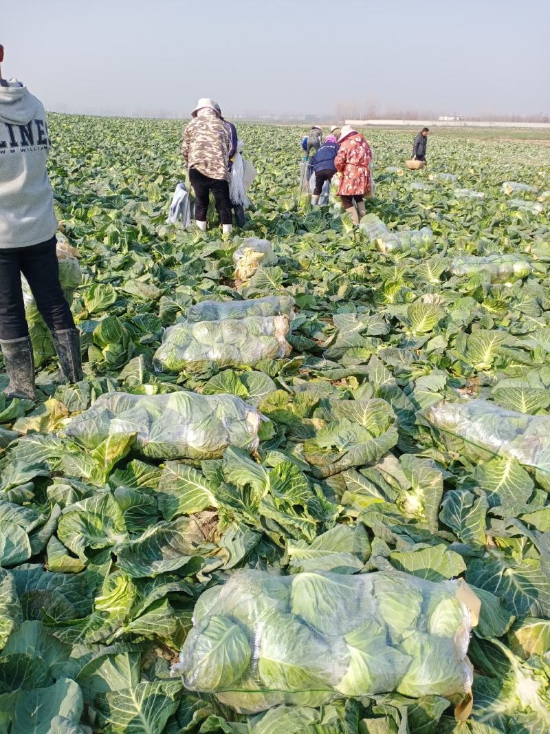 精品圆甘蓝，颜色翠绿，包装美观，价格优美，货源充足！