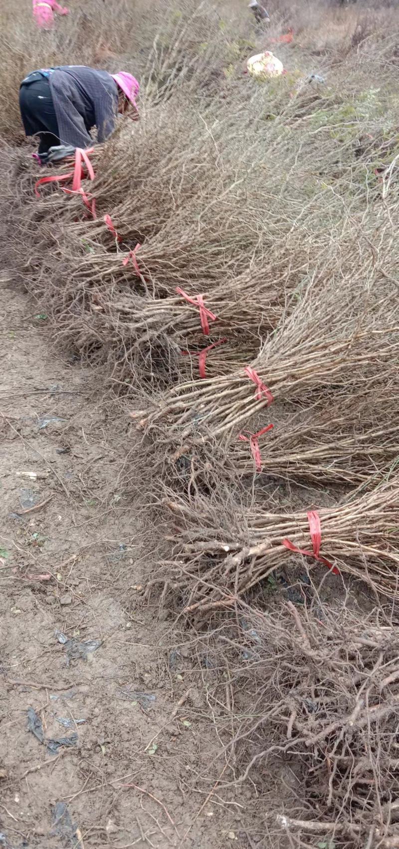 刺梨苗贵龙5号两年挂果裸根发货大量供应提供种植技术
