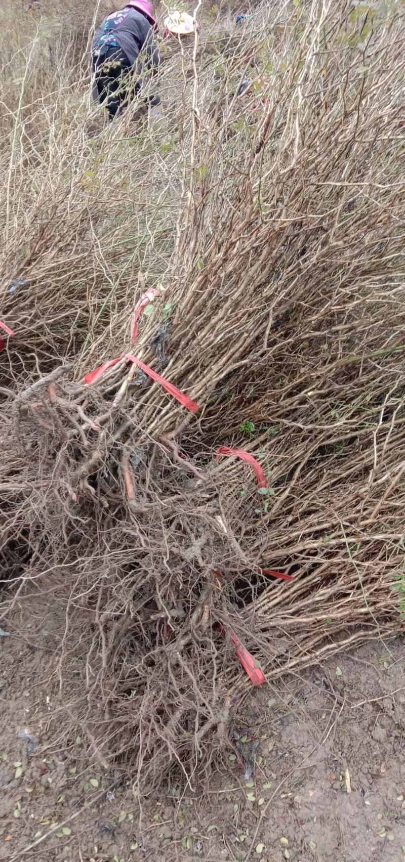 刺梨苗贵龙5号两年挂果裸根发货大量供应提供种植技术