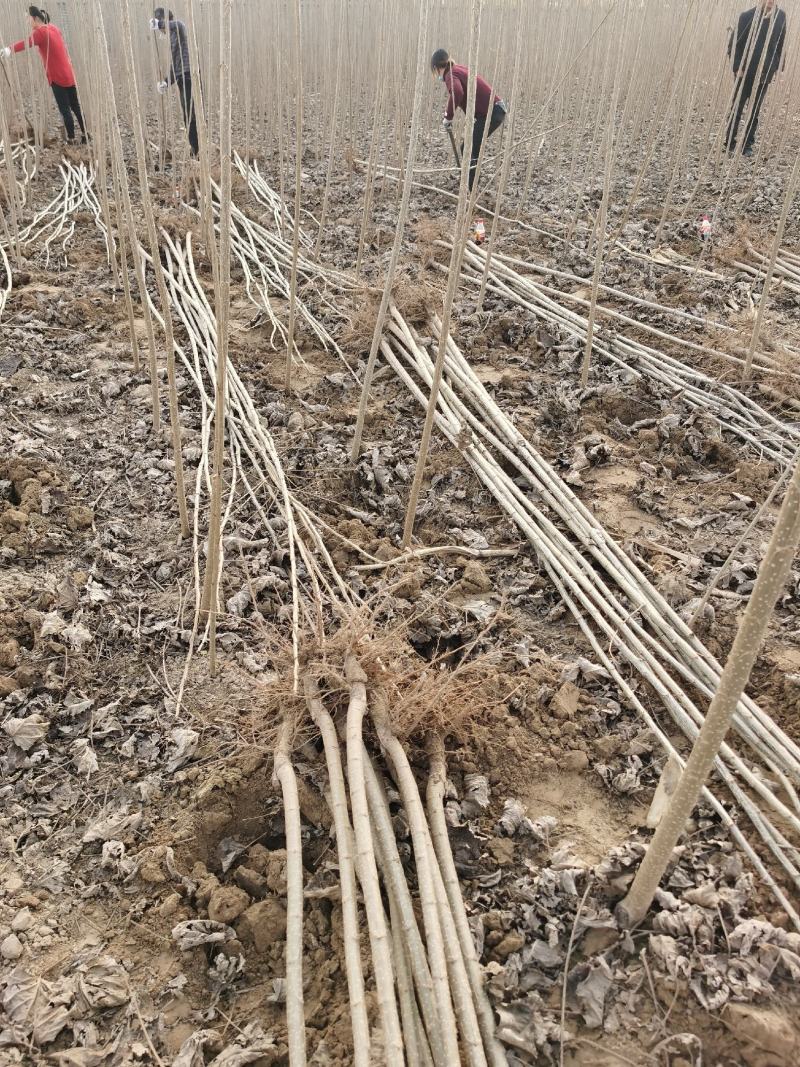 杨树苗107速生杨树苗农户自己种植价格便宜规格齐全无絮杨