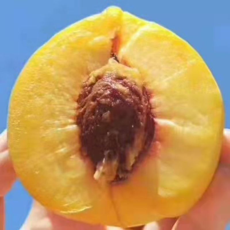 大黄桃苗桃树苗嫁接桃树苗黄桃桃苗早晚熟桃树苗南北方种植果