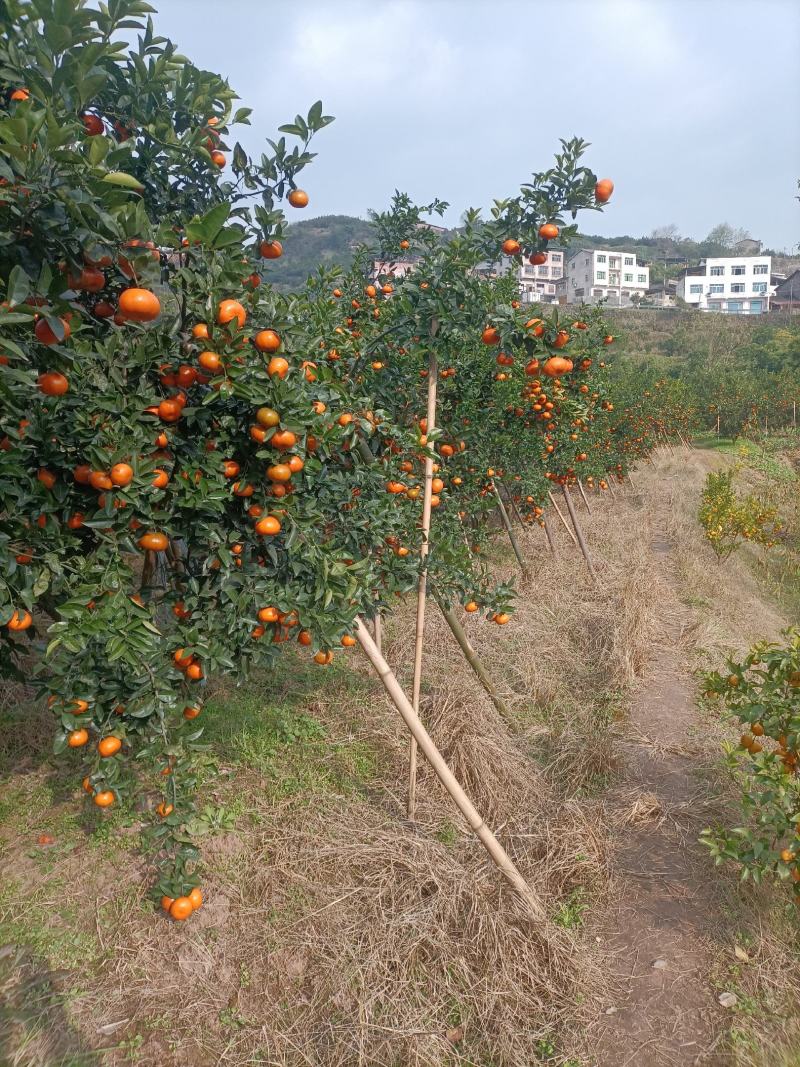 重庆开州百家果沃柑现已大量上市请各位老板速预订