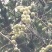 云南省临沧市2023年野生天然高山橄榄