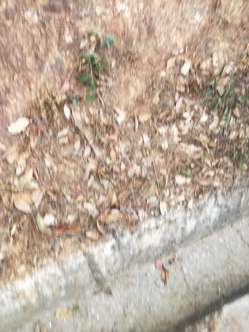 云南省临沧市2023年野生天然高山橄榄