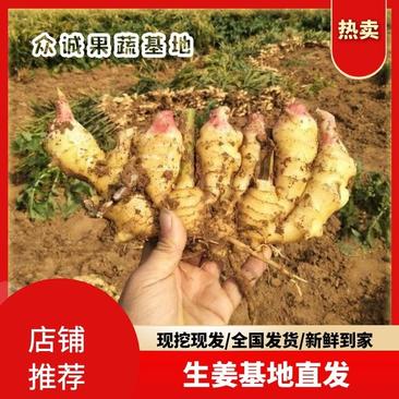【精品】新鲜大黄姜大量上市生姜基地直发一手货源价格便宜