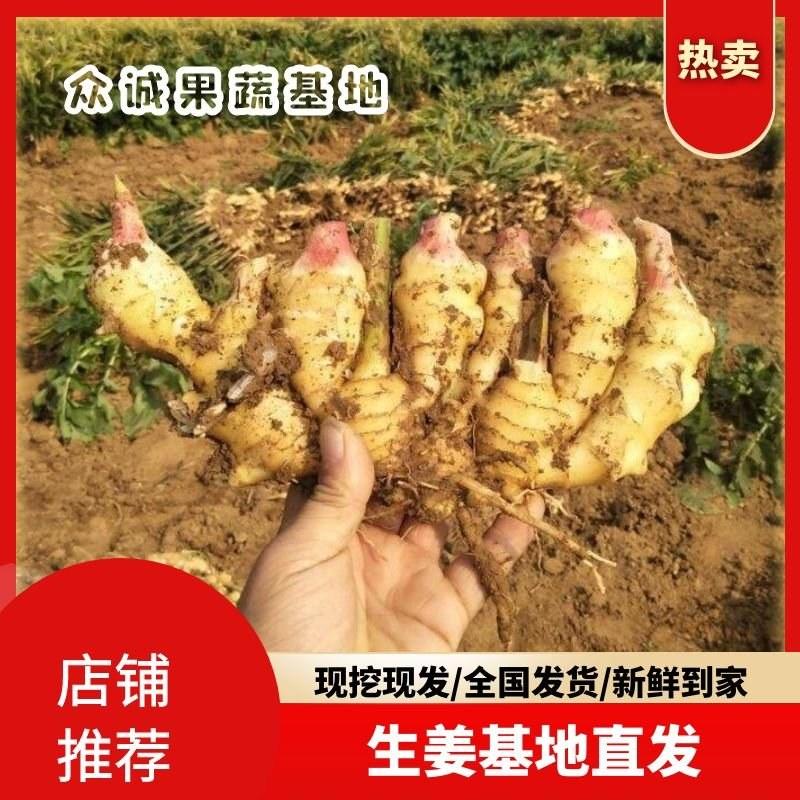 【精品】新鲜大黄姜大量上市生姜基地直发一手货源价格便宜