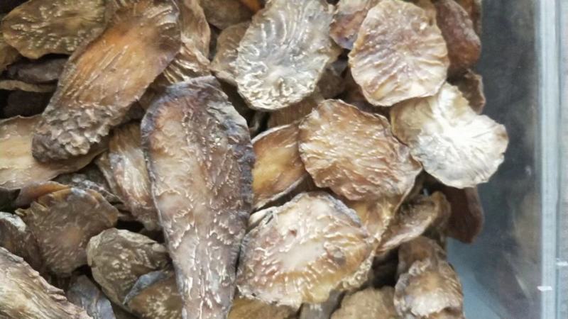 沙漠冬季肉苁蓉切片