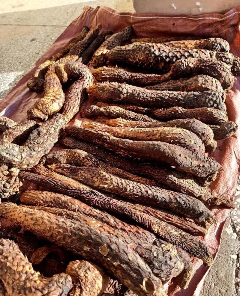 沙漠冬季肉苁蓉切片