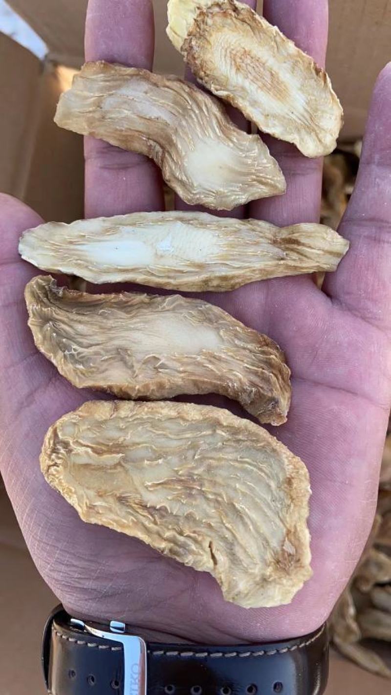 沙漠冬季肉苁蓉切片