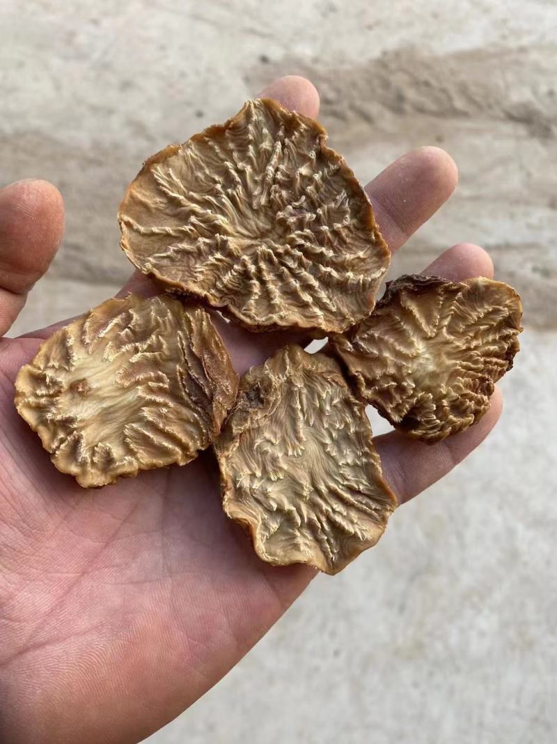 沙漠冬季肉苁蓉切片