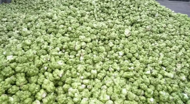 榨菜四川绵阳三台杨角菜大量供应榨菜基地供应