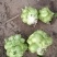 榨菜四川绵阳三台杨角菜大量供应榨菜基地供应