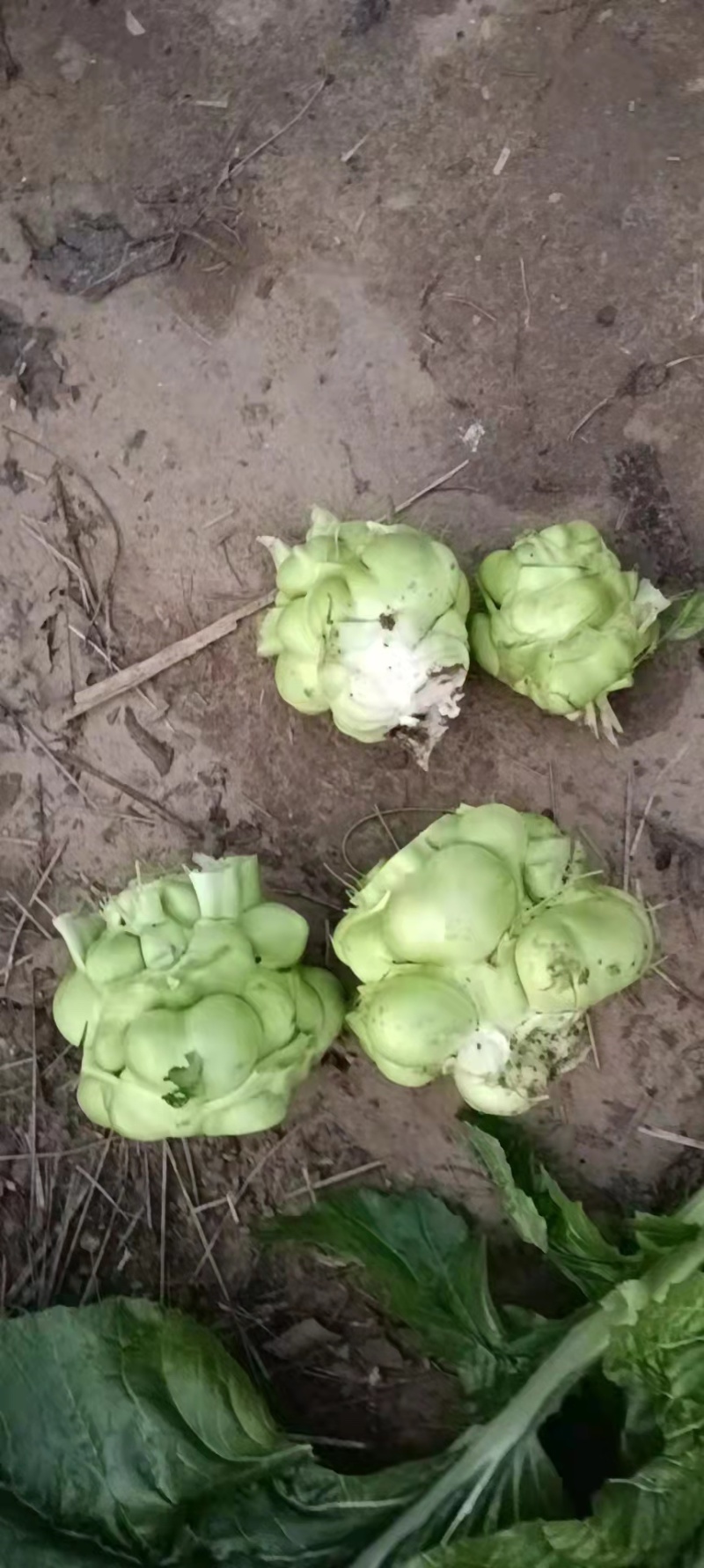 榨菜四川绵阳三台杨角菜大量供应榨菜基地供应