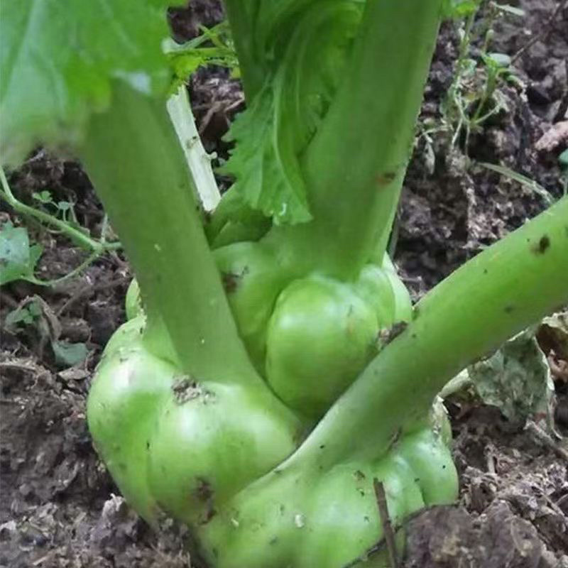 榨菜四川绵阳三台杨角菜大量供应榨菜基地供应