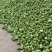 榨菜四川绵阳三台杨角菜大量供应榨菜基地供应