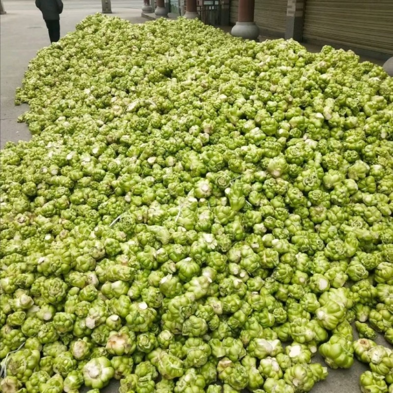 榨菜四川绵阳三台杨角菜大量供应榨菜基地供应