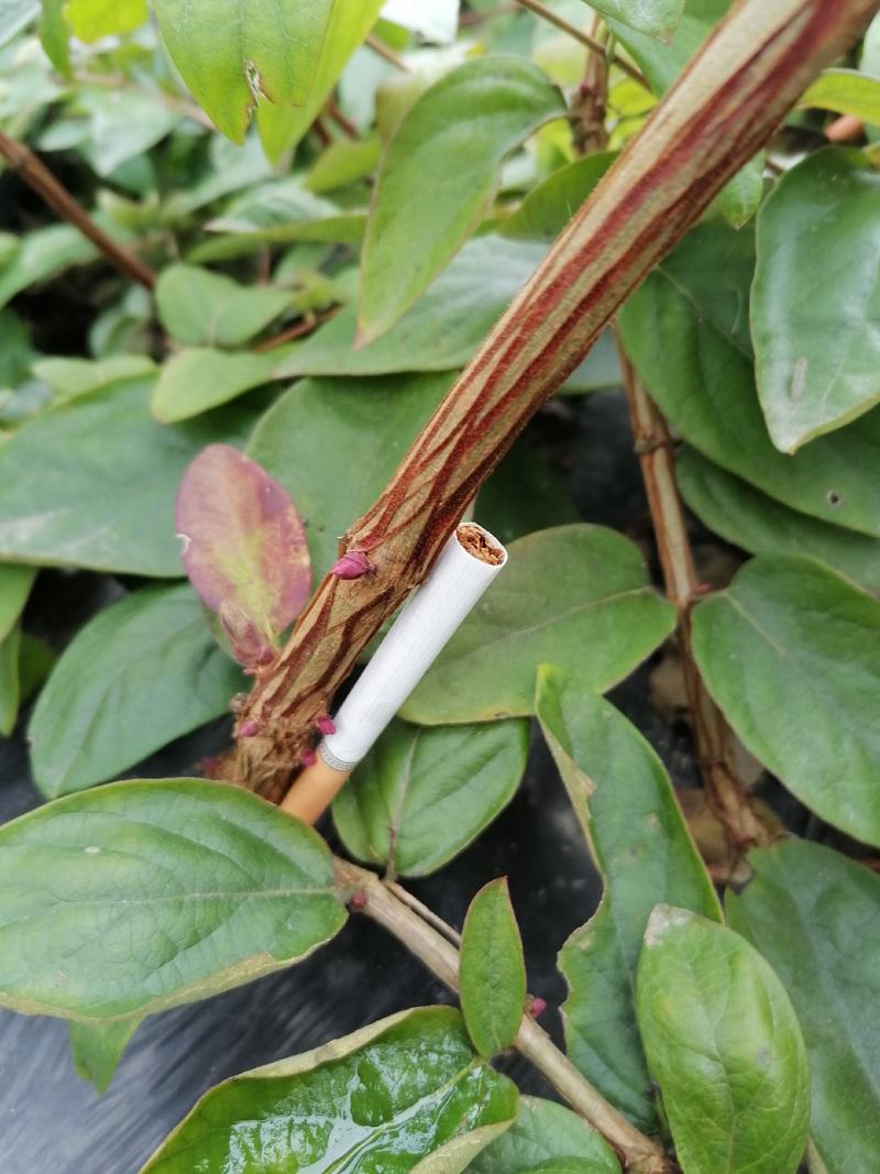 湘蕾金银花苗，原产地直发，规格齐全现挖现发，成活率有保障
