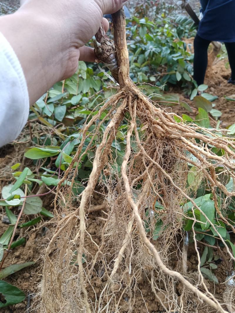 湘蕾金银花苗，原产地直发，规格齐全现挖现发，成活率有保障