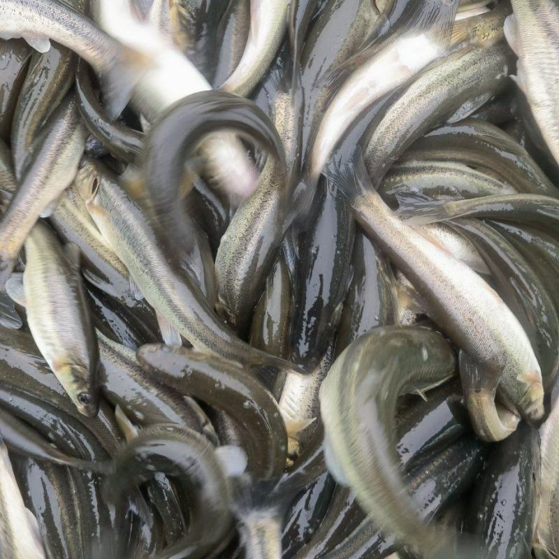 柳根鱼/淡水鱼/淡水柳根鱼/餐饮用鱼/垂钓娱乐用鱼