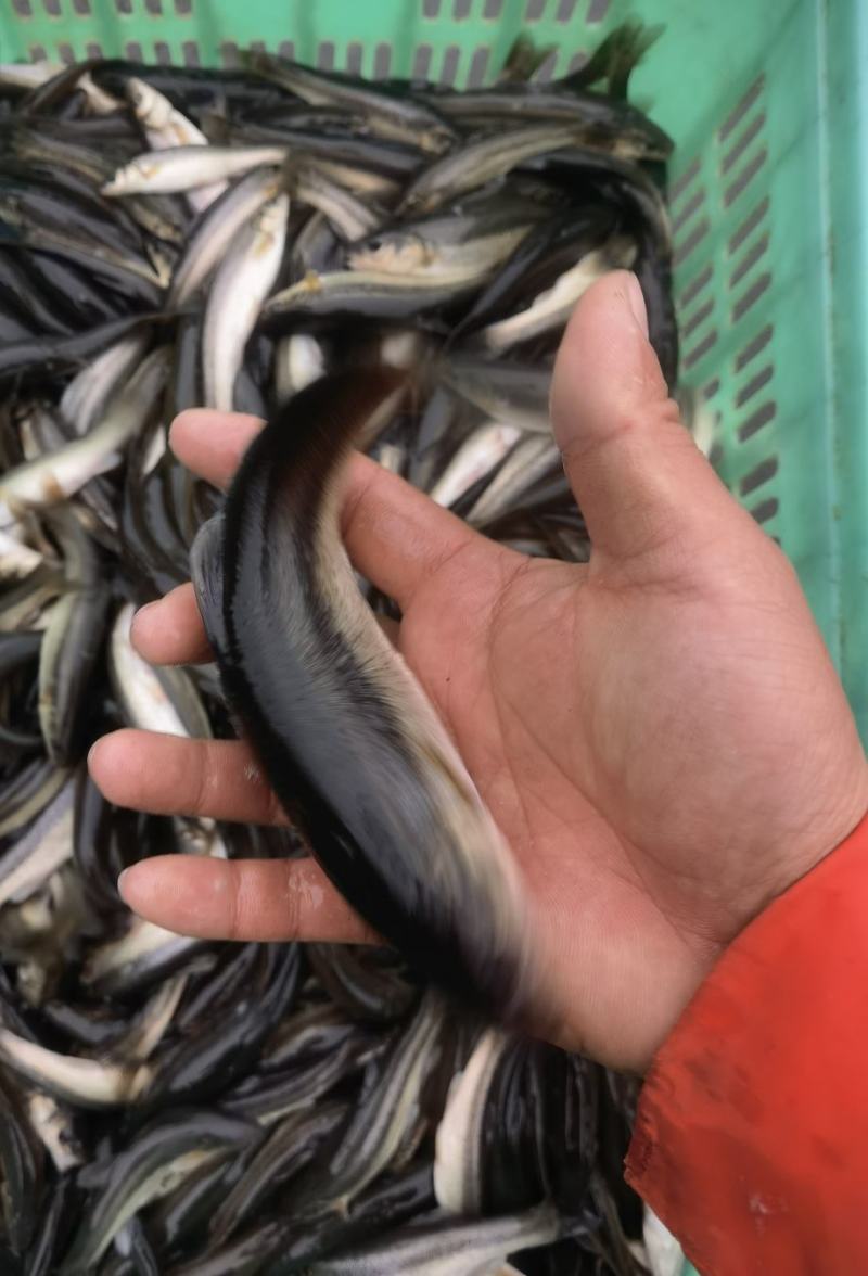柳根鱼/淡水鱼/淡水柳根鱼/餐饮用鱼/垂钓娱乐用鱼