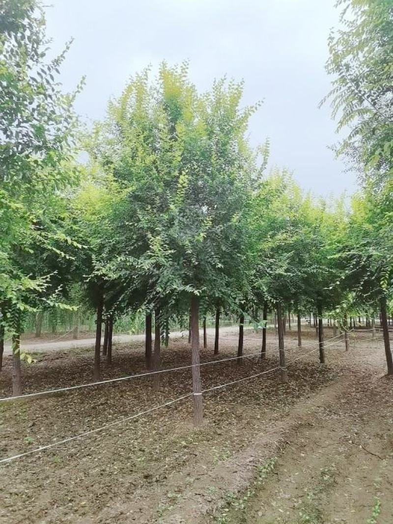 自家苗圃10-12公分金叶榆2000棵低价出售绿曦苗圃