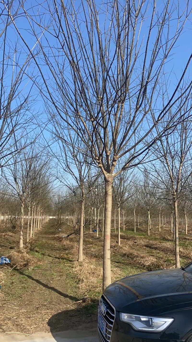 12公分国槐发往山西工地河北国槐基地，，