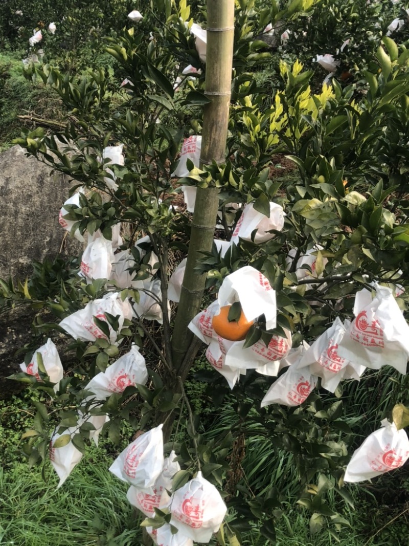 四川仁寿杷杷杆