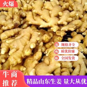 【精品】生姜基地常年供应小黄姜货源充足批发市场超市电商
