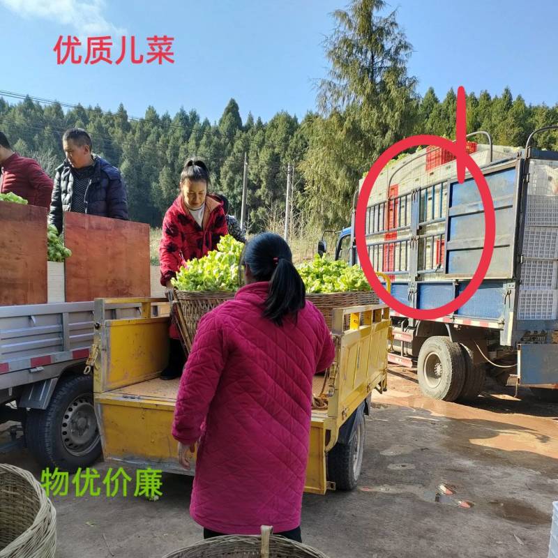 儿菜，小心儿多质量很好是最近几年发展起来的优质蔬菜品种。