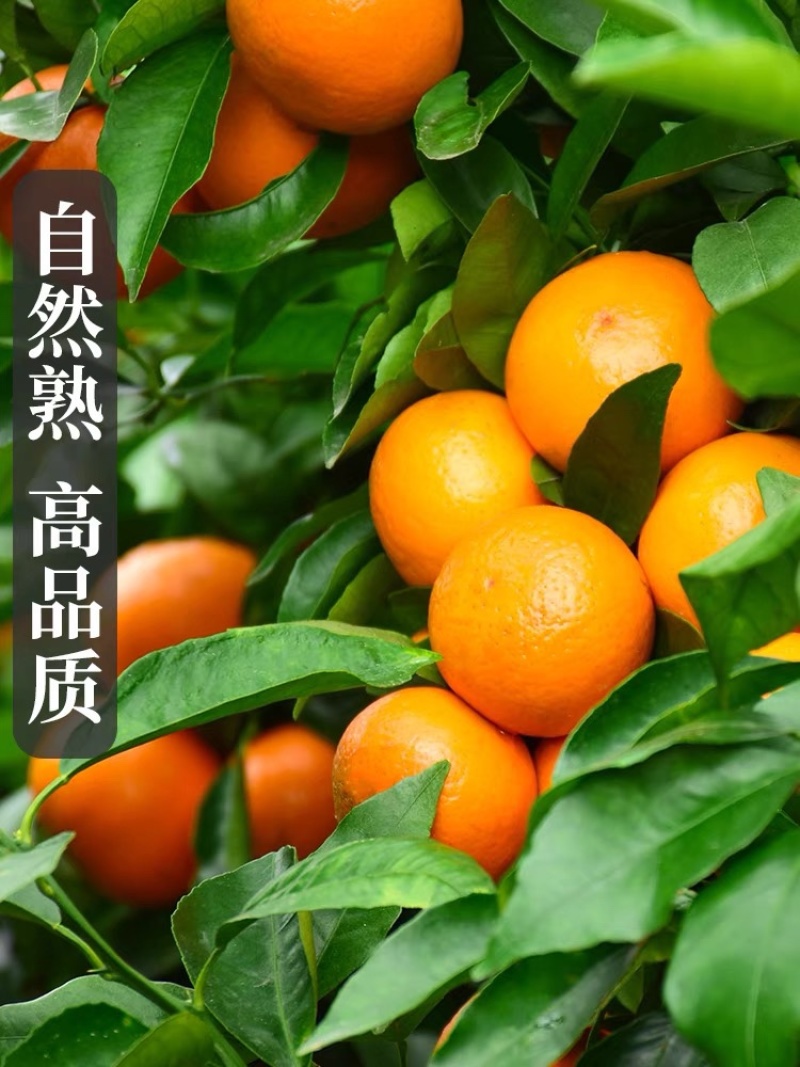 广西沃柑自家果园，想要货的老板欢迎来到实地考察