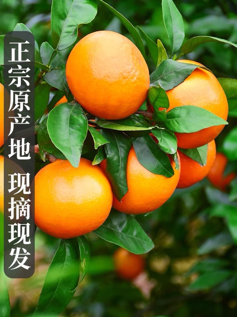 广西沃柑自家果园，想要货的老板欢迎来到实地考察