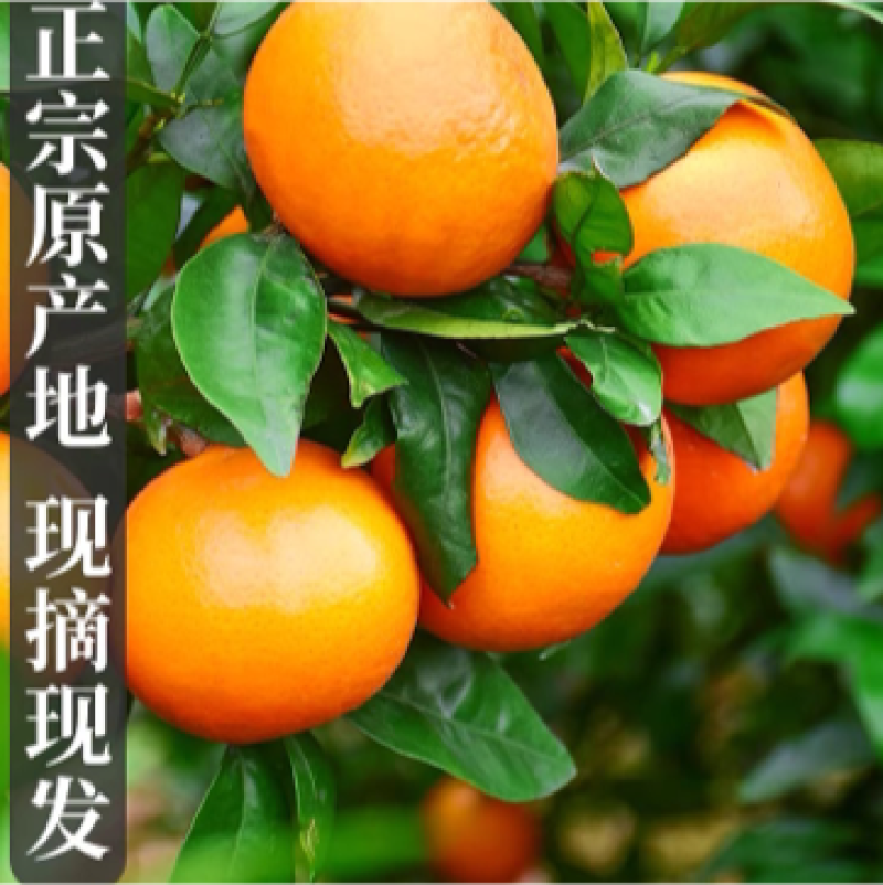 广西沃柑自家果园，想要货的老板欢迎来到实地考察