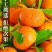 广西精品砂糖橘货源充足实力代办质优价廉可视频看货
