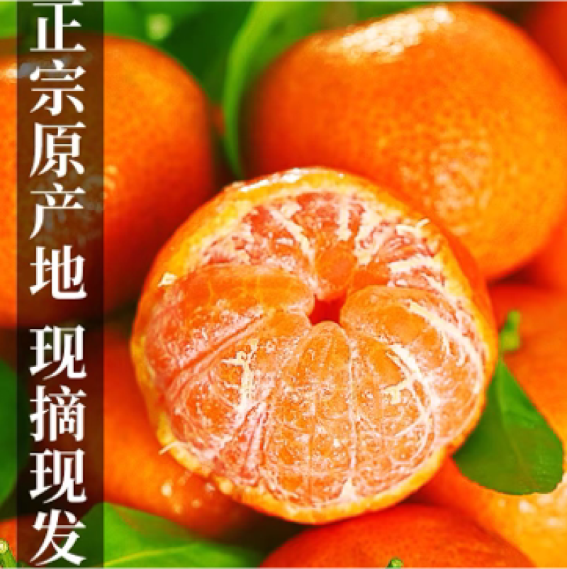 广西精品砂糖橘货源充足实力代办质优价廉可视频看货