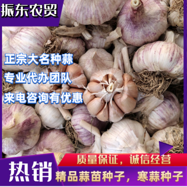 大蒜种子，紫皮红瓣，优质高产，一手货源，量大从优