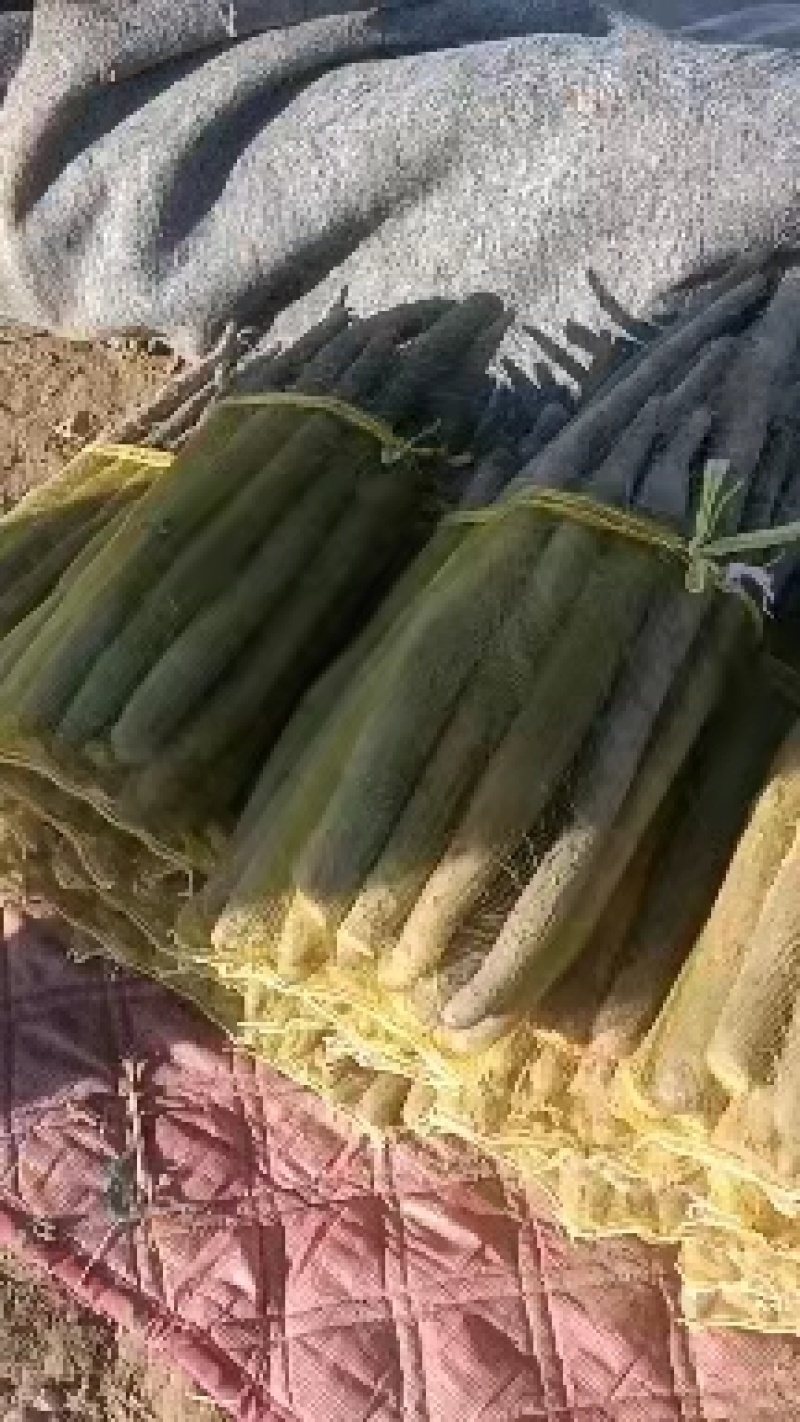 白玉网袋山药