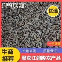 黑龙江秋木耳黑厚型好，精品秋木耳，大地黑木耳元宝耳批发。