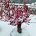 梅花盆栽，老桩红梅盆景树，冬季耐寒植物室内庭院四季